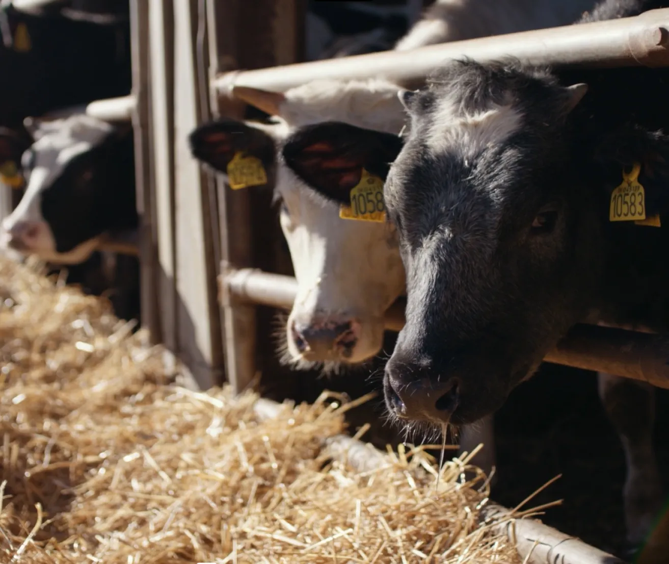 Cattle feeding at an Australian feedlot