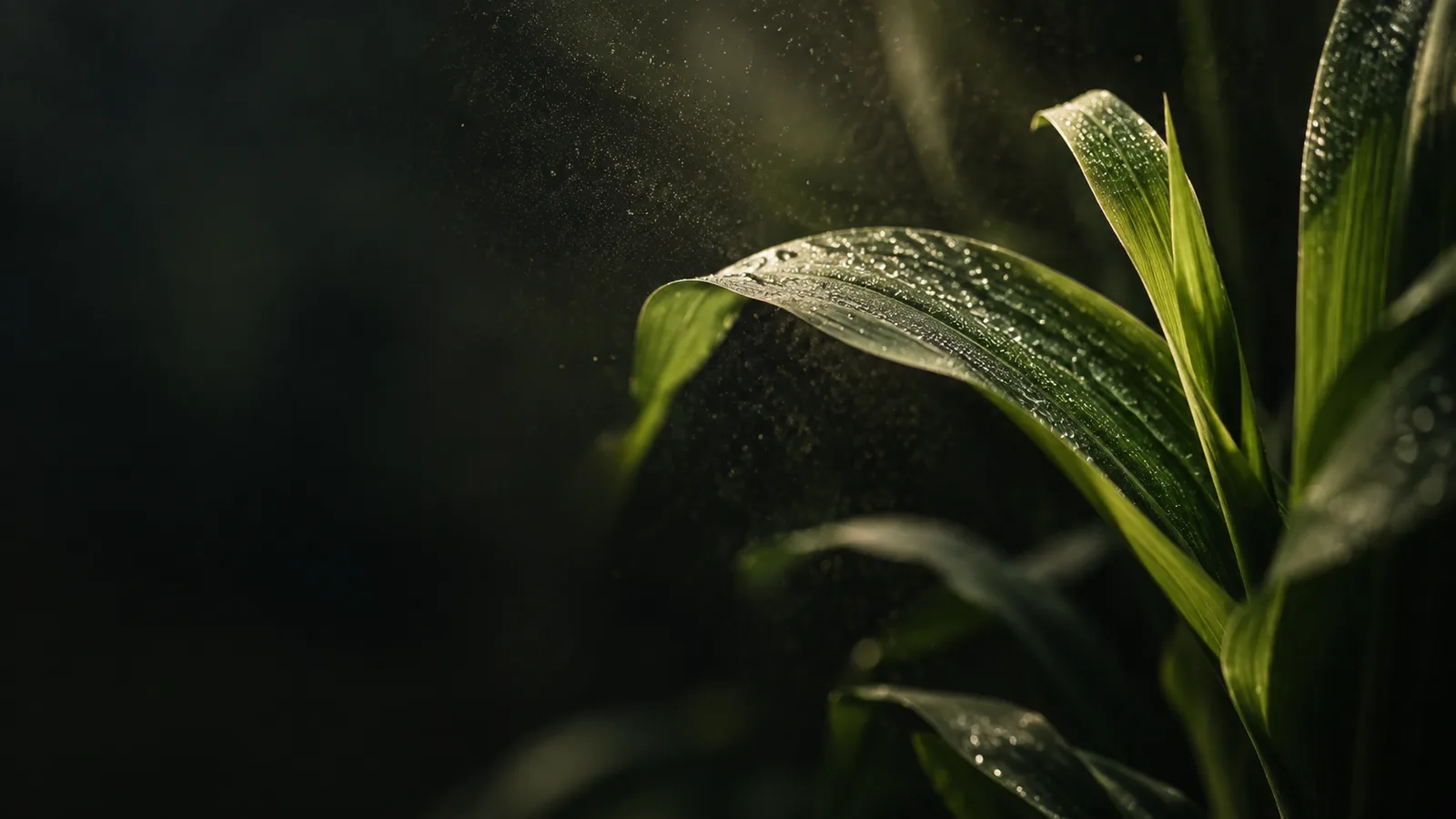 Crop leaves in low light with fine spray droplets