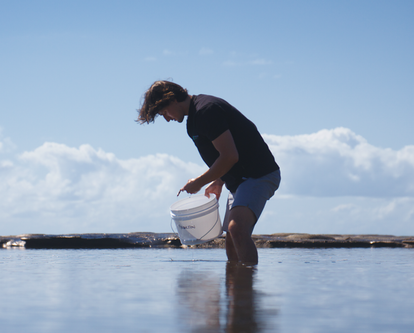 Asparagopsis seaweed for Surf'N'Turf