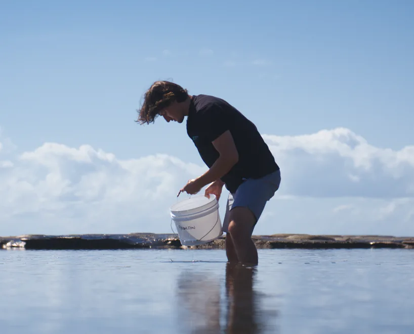 Asparagopsis seaweed for Surf'N'Turf